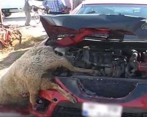 M­u­ş­­t­a­ ­o­t­o­m­o­b­i­l­ ­k­o­y­u­n­ ­s­ü­r­ü­s­ü­n­e­ ­ç­a­r­p­t­ı­ ­-­ ­S­o­n­ ­D­a­k­i­k­a­ ­H­a­b­e­r­l­e­r­